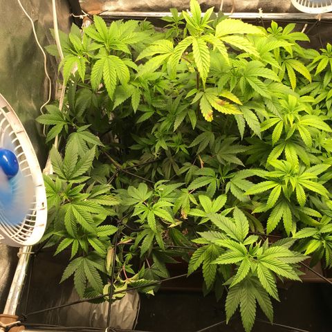 Ice cream cake growlog timeline photo