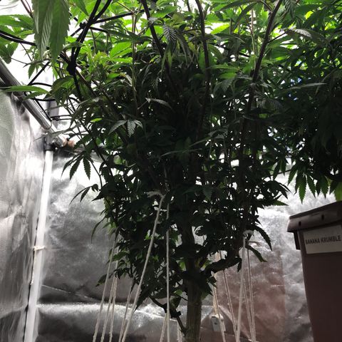 Ice cream cake growlog timeline photo