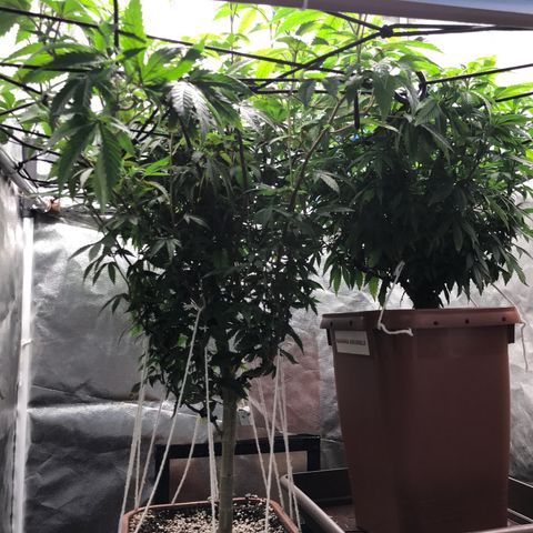Ice cream cake growlog timeline photo