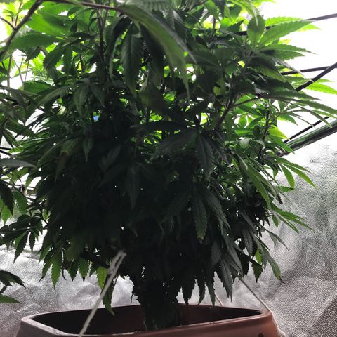 Banana clone  growlog timeline photo
