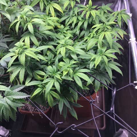 Banana clone  growlog timeline photo