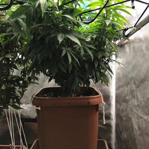 Banana clone  growlog timeline photo