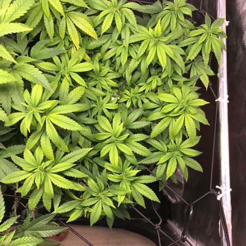 Banana clone  growlog timeline photo