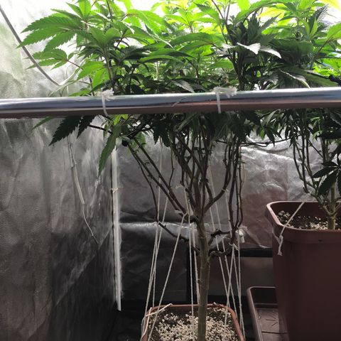 Ice cream cake growlog photo: Lollipopping e clones