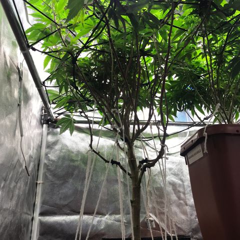 Ice cream cake growlog photo: Lollipopping e clones