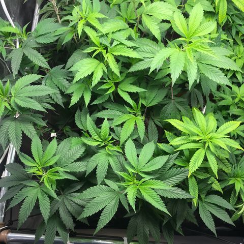 Ice cream cake growlog photo: Lollipopping e clones