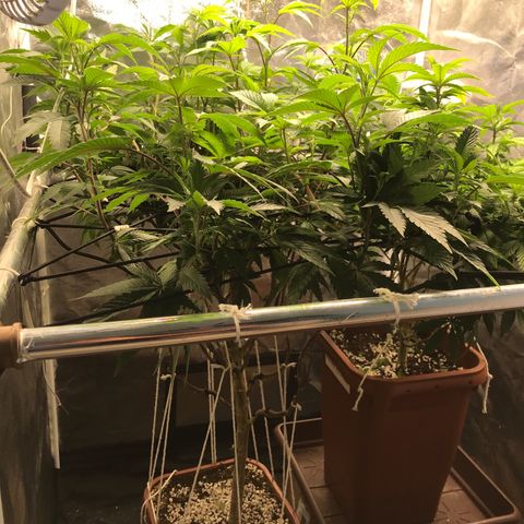 Ice cream cake growlog photo: Lollipopping e clones