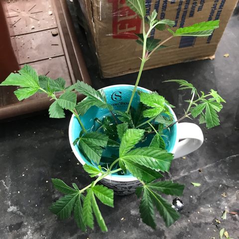 Ice cream cake growlog photo: 4 clones
