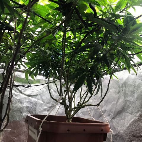 Banana clone  growlog photo: Lollipopping e clones