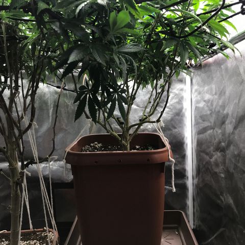Banana clone  growlog photo: Lollipopping e clones