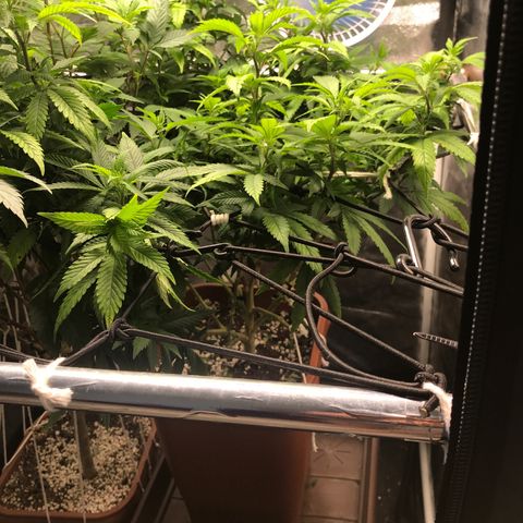 Banana clone  growlog photo: Lollipopping e clones