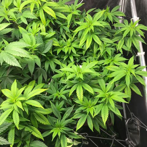 Banana clone  growlog photo: Lollipopping e clones