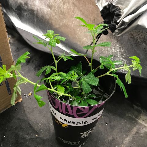 Banana clone  growlog photo: 4 clones