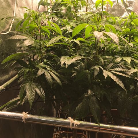 Ice cream cake growlog timeline photo