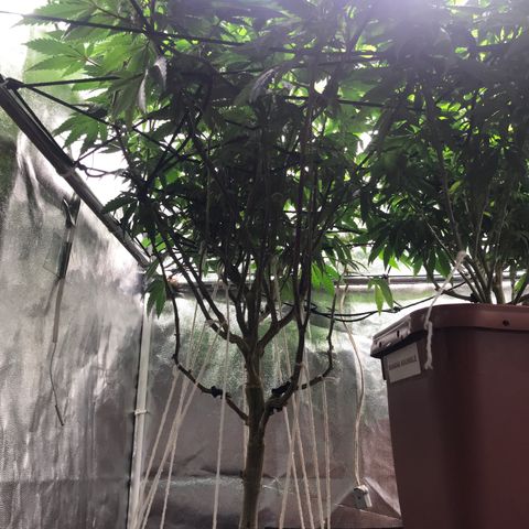 Ice cream cake growlog timeline photo