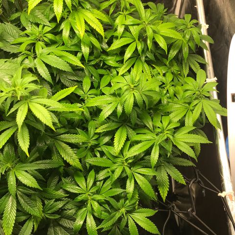 Banana clone  growlog timeline photo