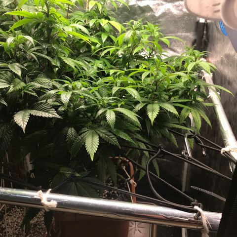 Banana clone  growlog timeline photo