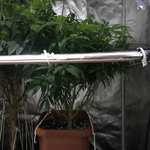 Banana clone  growlog timeline photo
