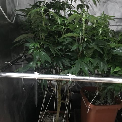 Ice cream cake growlog timeline photo