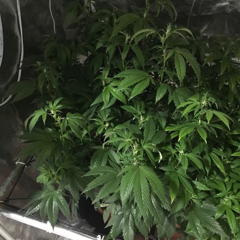 Ice cream cake growlog timeline photo