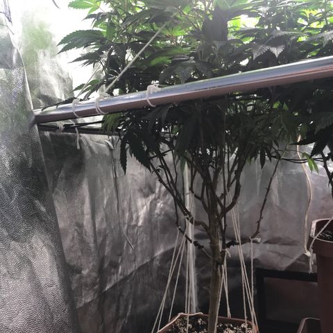Ice cream cake growlog photo: Flora 1ª semana