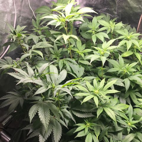 Ice cream cake growlog photo: Flora 1ª semana