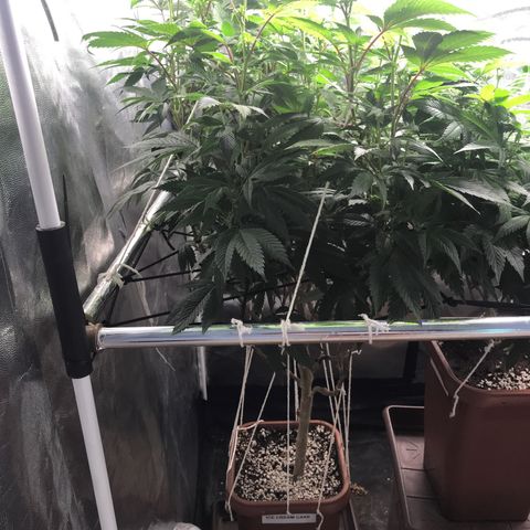 Ice cream cake growlog photo: Flora 1ª semana