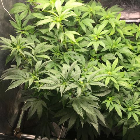 Ice cream cake growlog photo: Flora 1ª semana