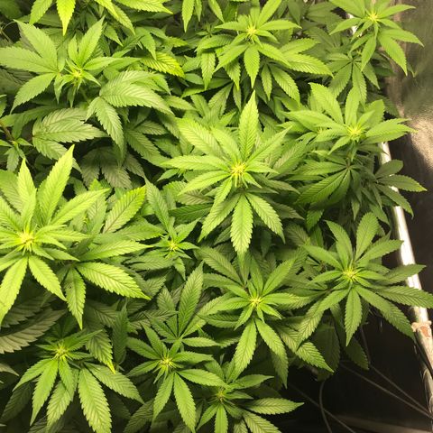 Banana clone  growlog timeline photo