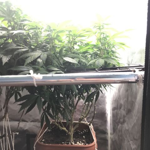 Banana clone  growlog timeline photo