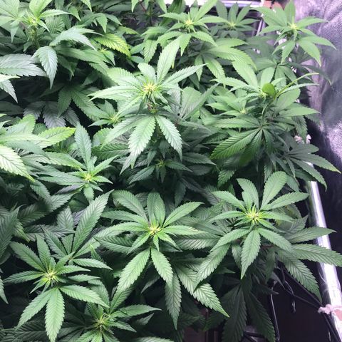 Banana clone  growlog timeline photo