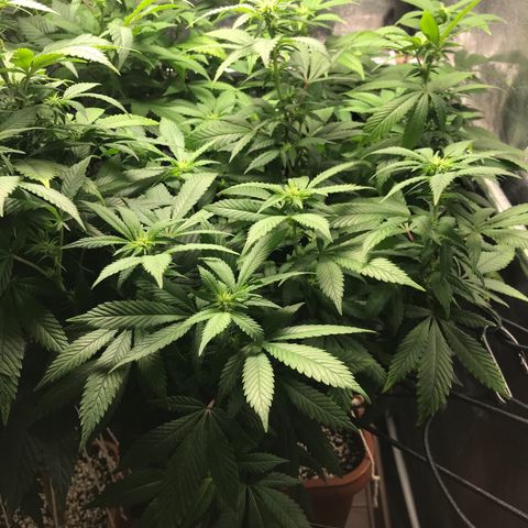 Banana clone  growlog timeline photo