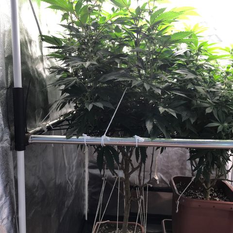 Ice cream cake growlog timeline photo