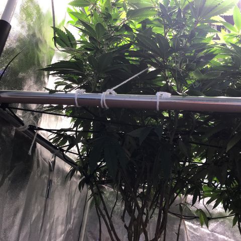 Ice cream cake growlog timeline photo
