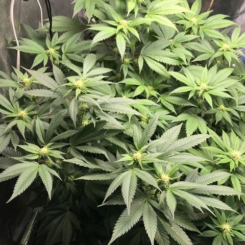 Ice cream cake growlog photo: Antes 
