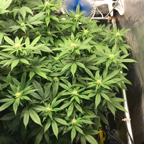 Banana clone  growlog photo: Antes