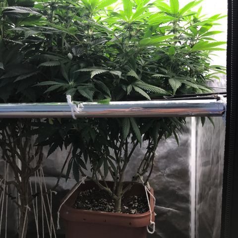 Banana clone  growlog timeline photo