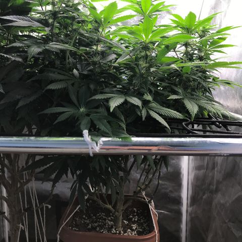 Banana clone  growlog timeline photo
