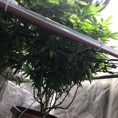 Banana clone  growlog timeline photo