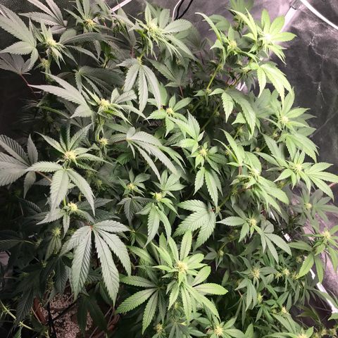 Ice cream cake growlog timeline photo