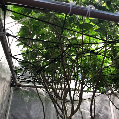 Ice cream cake growlog timeline photo