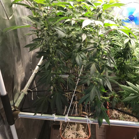 Ice cream cake growlog timeline photo
