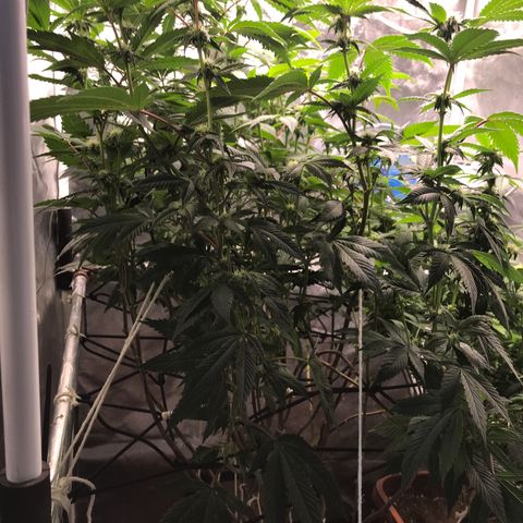 Ice cream cake growlog timeline photo