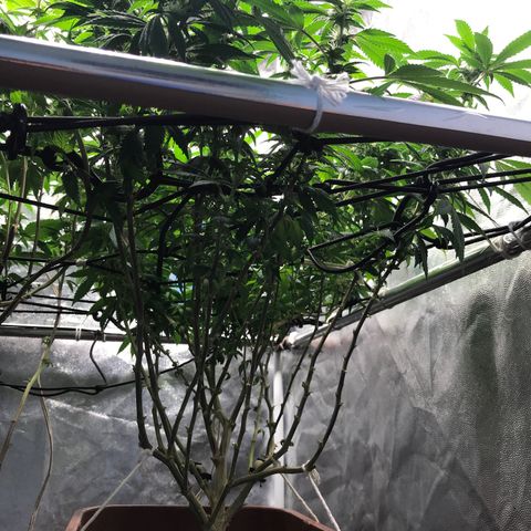 Banana clone  growlog photo: Depois da desfolhação 