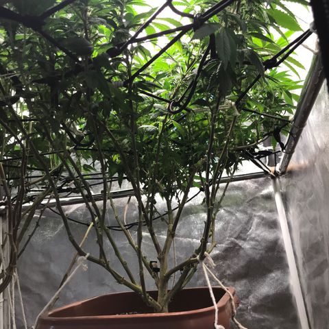 Banana clone  growlog timeline photo