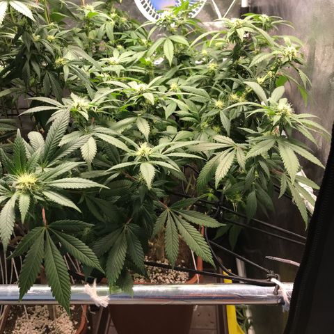 Banana clone  growlog timeline photo