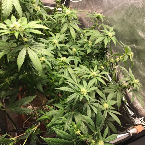 Banana clone  growlog timeline photo