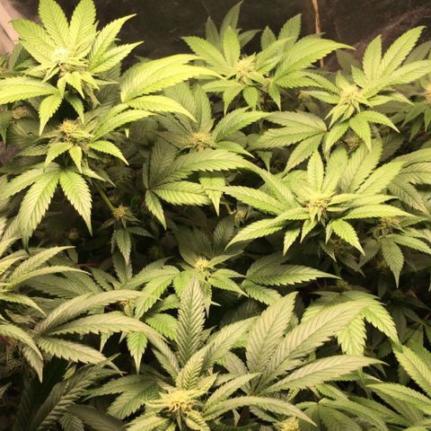 Ice cream cake growlog photo: 4semana flora