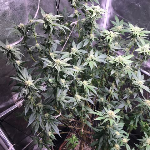 Ice cream cake growlog photo: 4semana flora