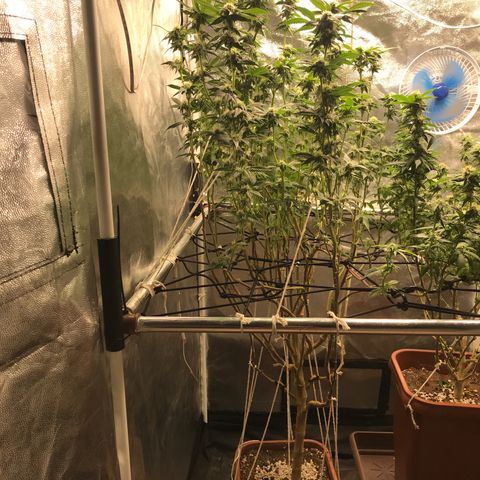 Ice cream cake growlog photo: 4semana flora